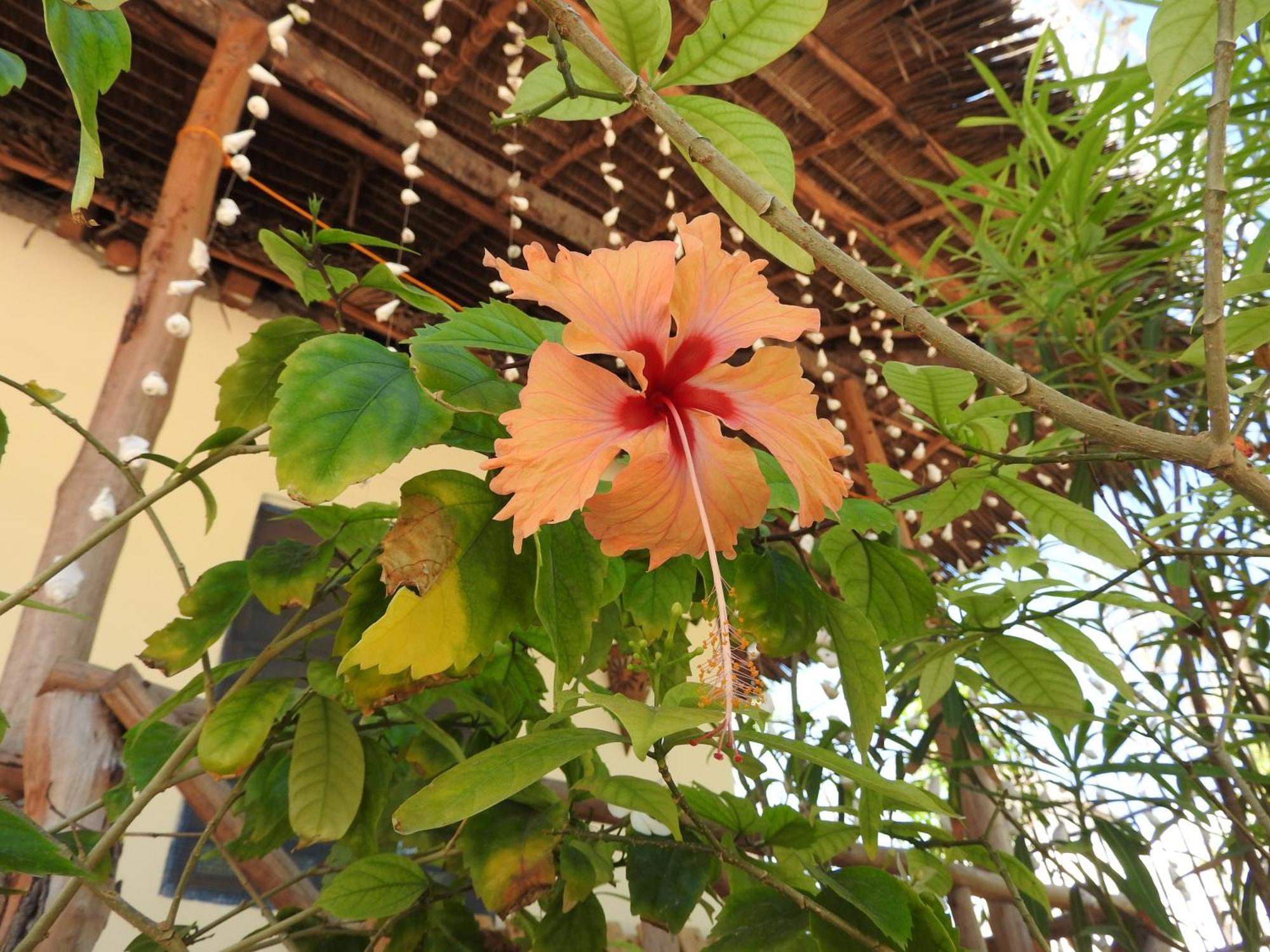 Stonefish Inn Jambiani Jambiani  Εξωτερικό φωτογραφία